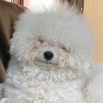Лиза Груцына
